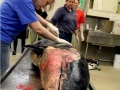 Killer Whale
