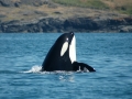 Killer Whale