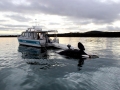 Killer Whale