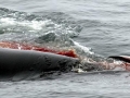 Killer Whale