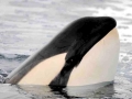 Killer Whale