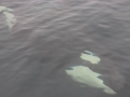 Killer Whale