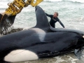 Killer Whale
