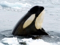 Killer Whale