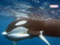 Killer Whale