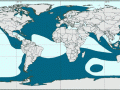 Killer Whale