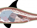 Killer Whale