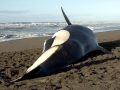 Killer Whale