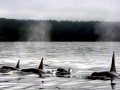 Killer Whale