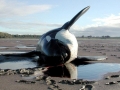 Killer Whale