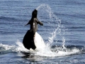 Killer Whale