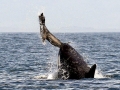 Killer Whale