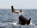 Killer Whale