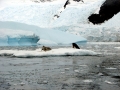Killer Whale