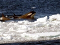 Killer Whale