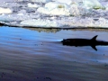 Killer Whale