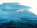Killer Whale