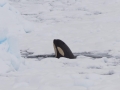 Killer Whale