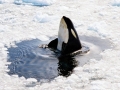 Killer Whale