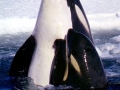 Killer Whale