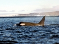 Killer Whale