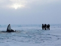 Killer Whale