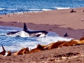Killer Whale
