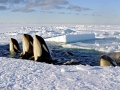 Killer Whale
