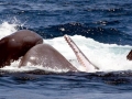 Killer Whale