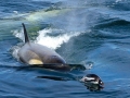 Killer Whale