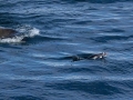 Killer Whale