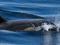 Killer Whale