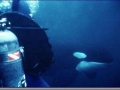 Killer Whale