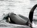 Killer Whale