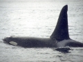 Killer Whale