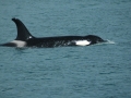 Killer Whale
