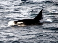 Killer Whale