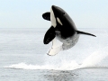 Killer Whale
