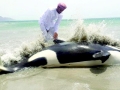 Killer Whale