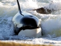 Killer Whale
