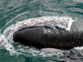 Killer Whale