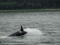Killer Whale
