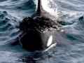 Killer Whale