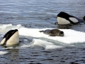 Killer Whale