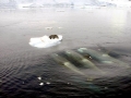 Killer Whale