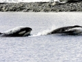 Killer Whale