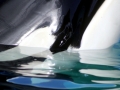 Killer Whale