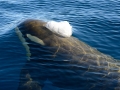 Killer Whale