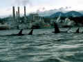 Killer Whale