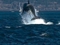 Killer Whale